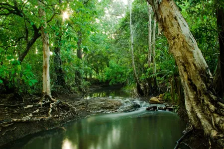 Rainforest 