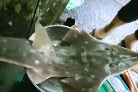 wedgefish