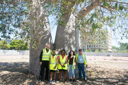boab tree