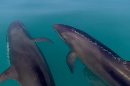 marine-life
