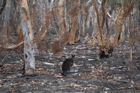 A review led by Charles Darwin University (CDU) on Australia’s environmental challenges calls for increased efforts to combat national biodiversity loss, before it is too late.
