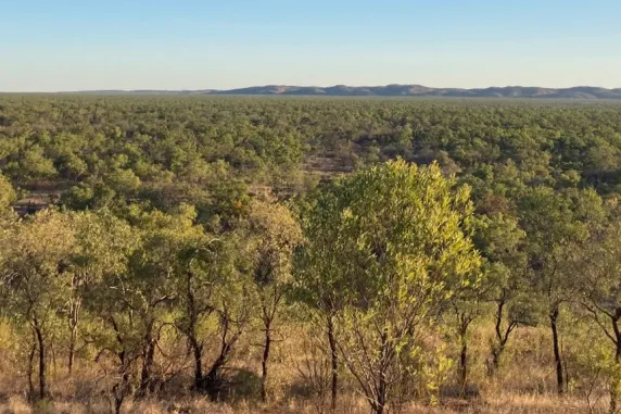 bushland