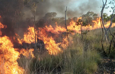 fire in grass