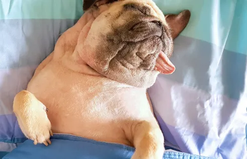 Sleeping dog
