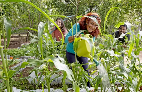 IHD forest garden