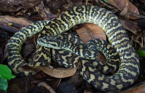 Carpet python