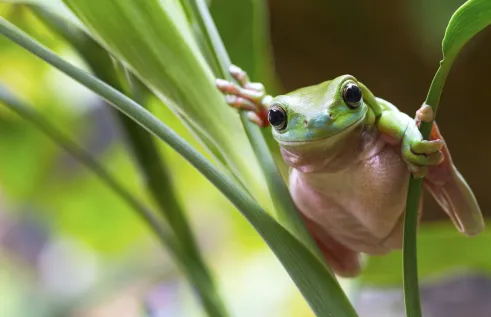 The album Songs of Disappearance, produced by Charles Darwin University PhD candidate Anthony Albrecht, looks set to be another hit following the success of the bird song album he produced last year.  
